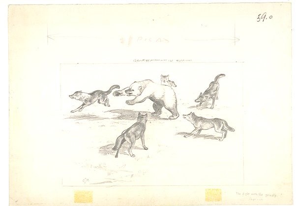 Sketch of five wolves surrounding a grizzly bear.