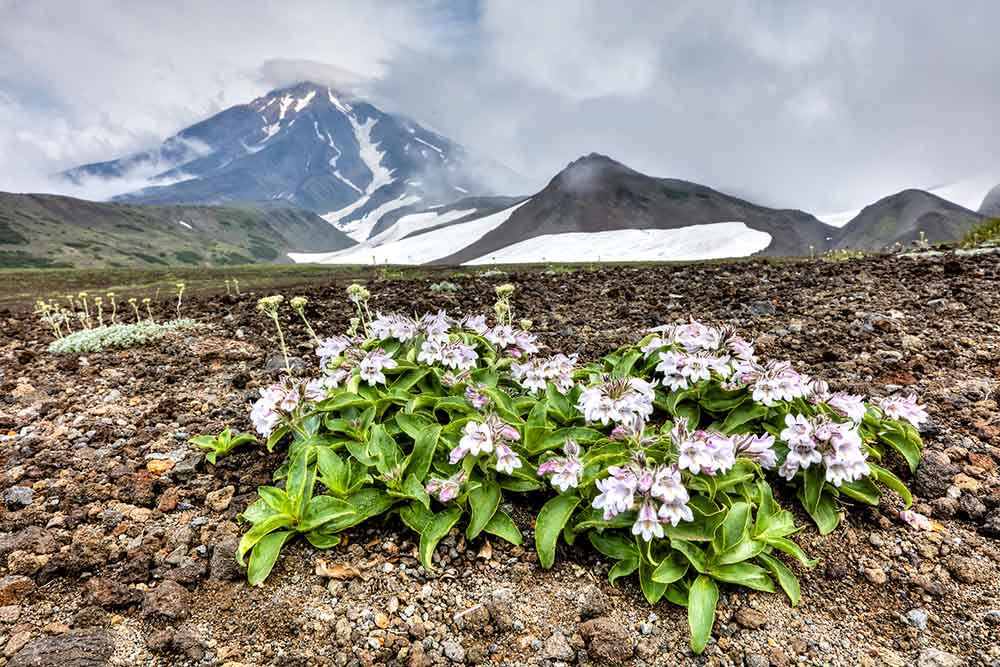 The Aleutians: Observing Recent Floristic Changes Along the