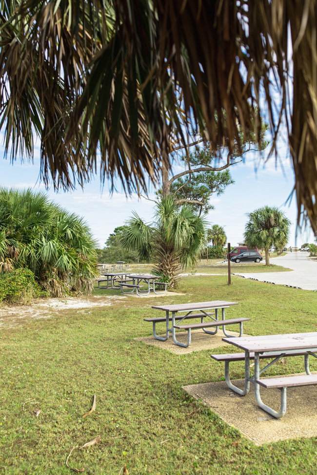 Two picnic tables lie in a grassy area under a palm tree.