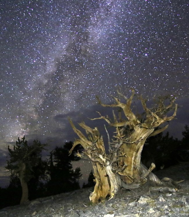 In the foreground is a Bristlecone Pine with the milky way in the background.