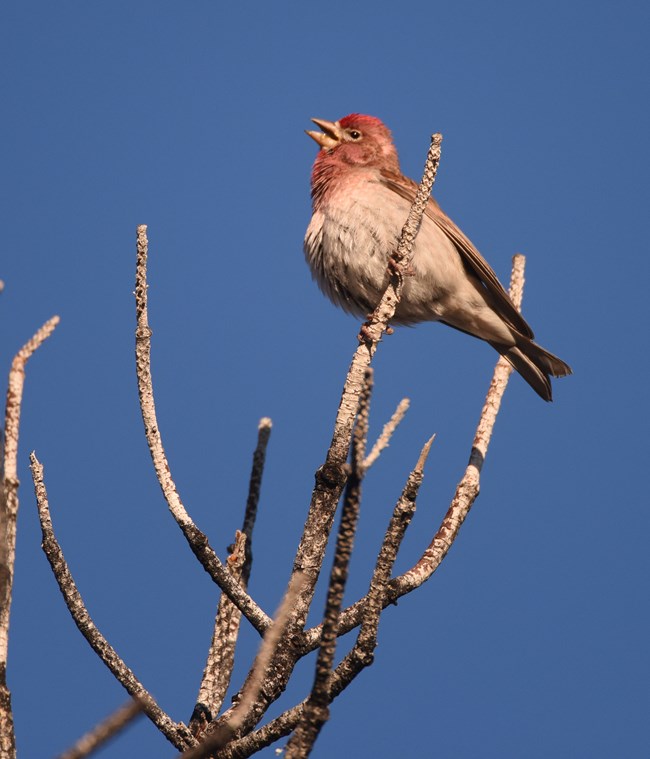 1-cassins_finch A cassins finch on a branch