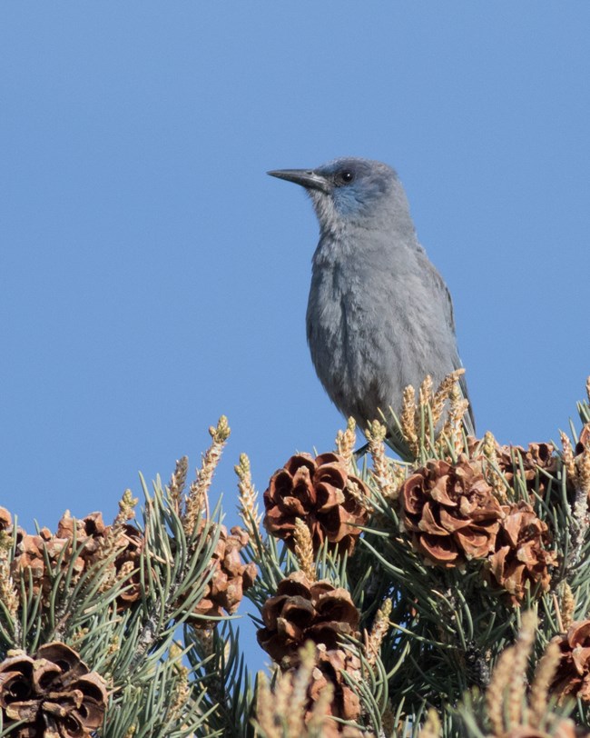 A pinyon jay perched on top of a conifer