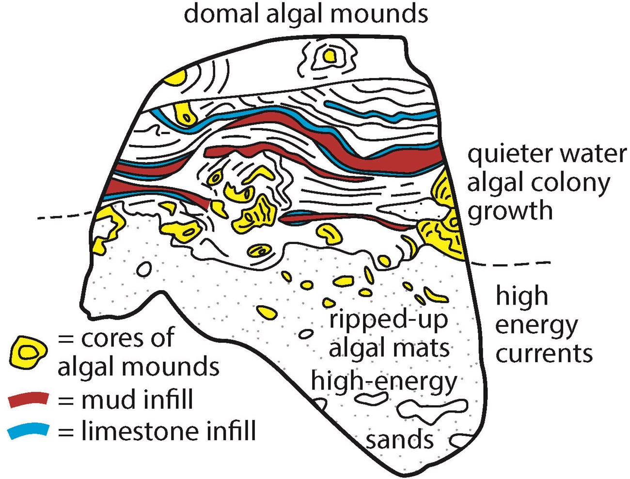 10_Bass stromatalite illustrated 181001 JA Illustration showing detail of minerals in a sample boulder.