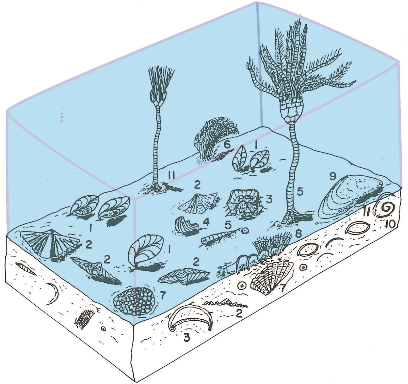 11_Beus_scan of Redwall life 190129 JA Illustration of fossils on the seafloor.