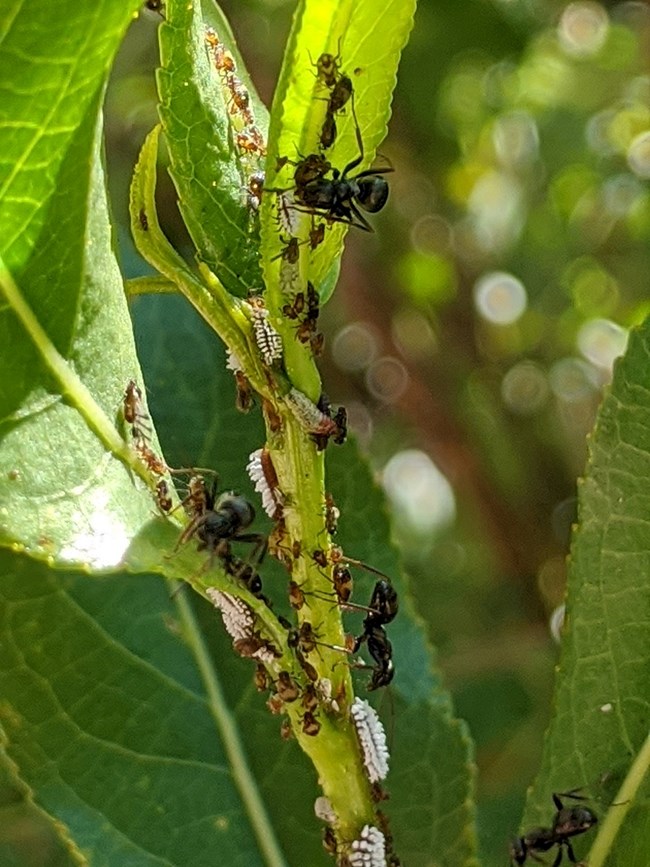 Ants are “farming” aphids on this cottonwood stem.