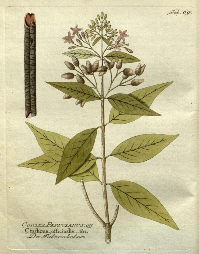 Illustration of Peruvian Bark (cinchona officinalis), a plant with many green leaves and small pink blossoms. A section of the bark is illustrated seperately.