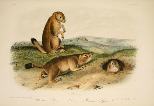 A ninteenth-century illustration of three prairie dogs in different poses. One is standing up, one is on all fours, and one is peeking out of a burrow.