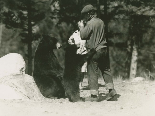 Bear clawing a man while begging A cub claws at a man for food as its mother looks on.