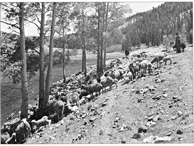 Historic black and white image of hundreds of sheep grazing in a grassy valley surrounded by wooded hills.