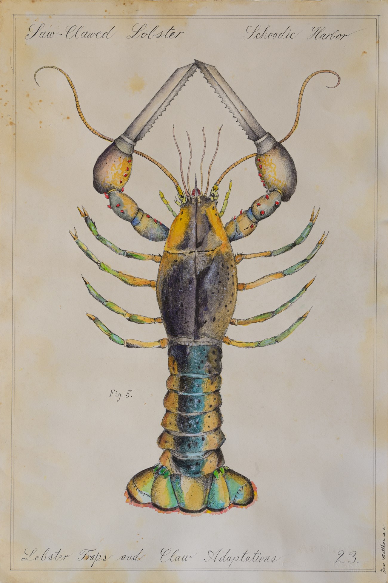 Artwork of a mock field study illustration of a lobster that has adapted saw blades in place of claws