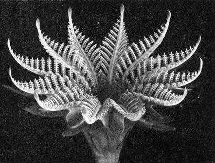 Fossil cycad reconstruction Black and white image of a fern like plant