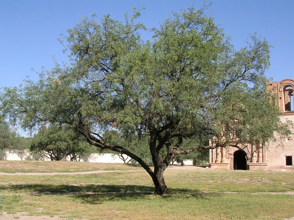 Ethnobotany of Mesquite Trees (U.S. National Park Service)