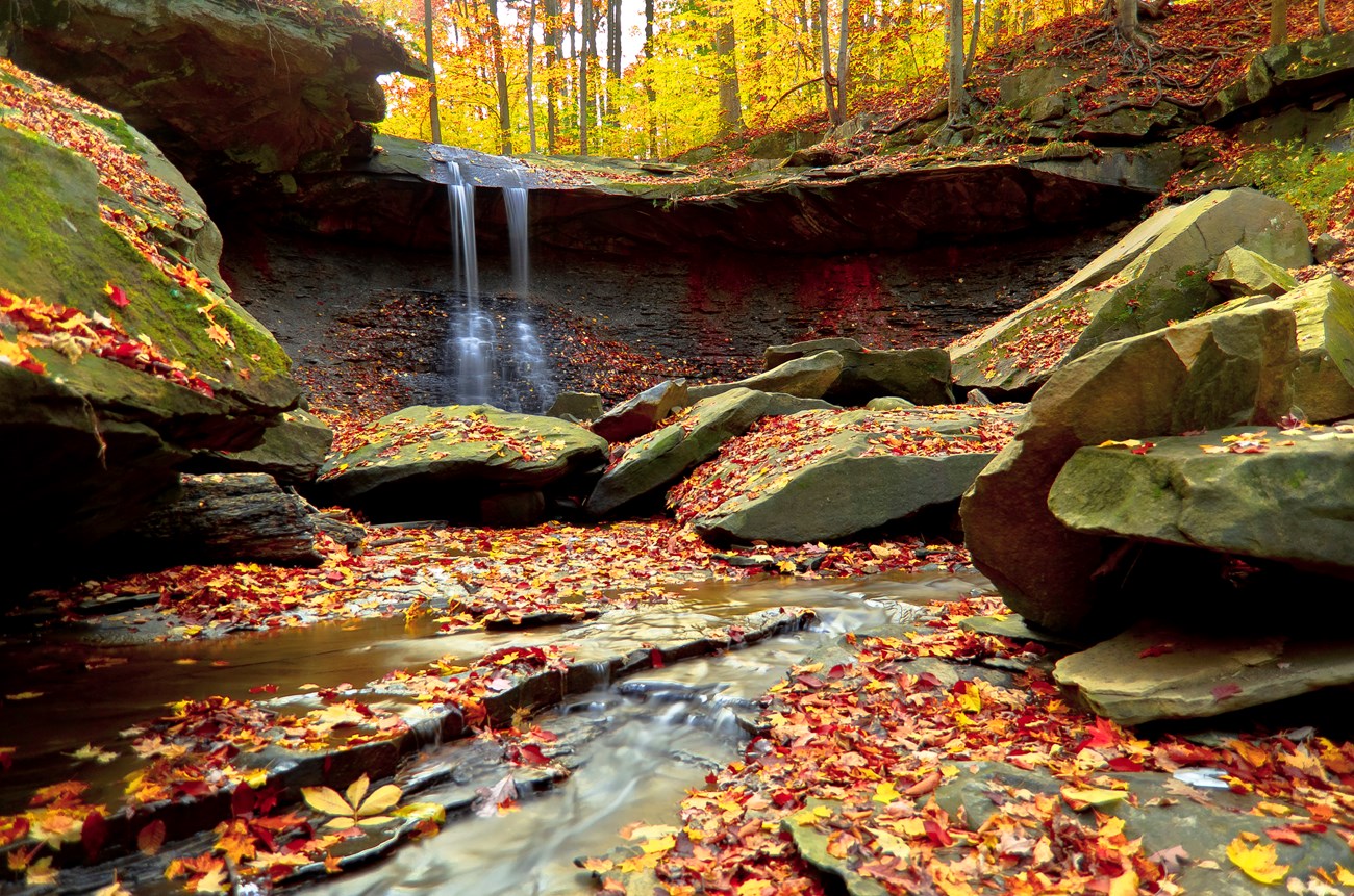 A waterfall spills over a gray-green rock ledge in a forest of yellow leaves; red, orange, and yellow leaves litter the rocky stream below.