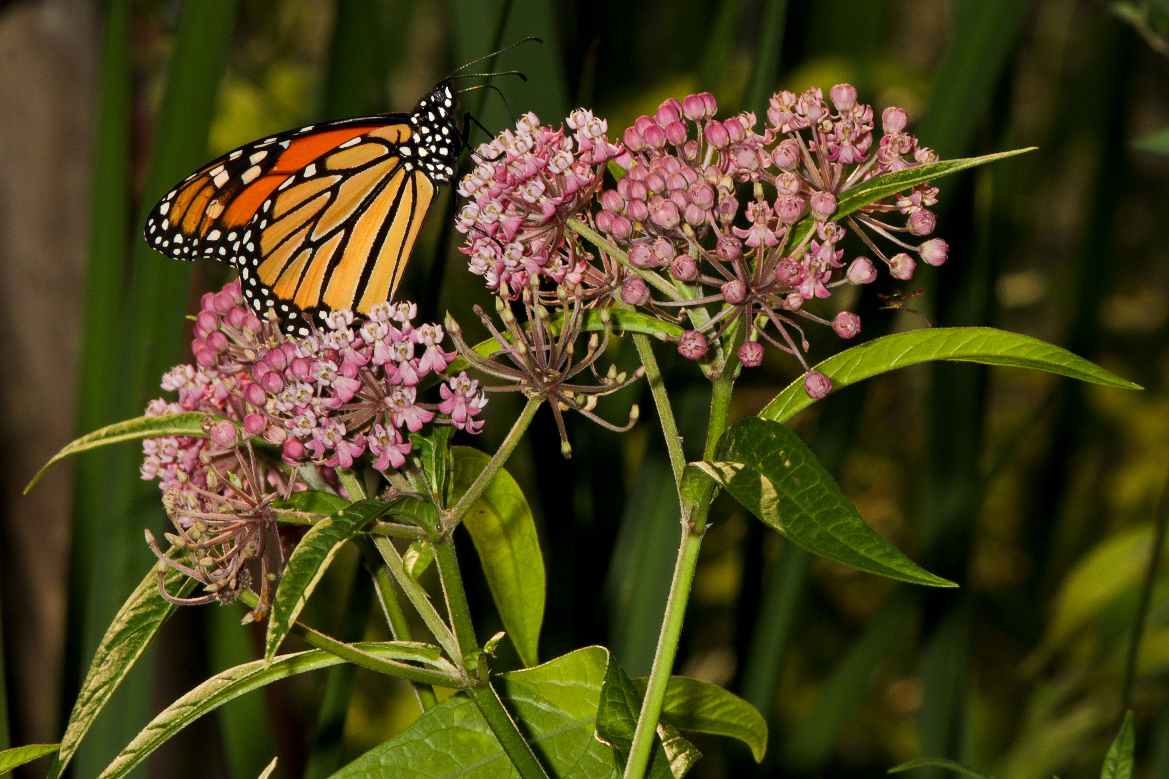 Field Day: Monarch butterflies and wetlands - June 14