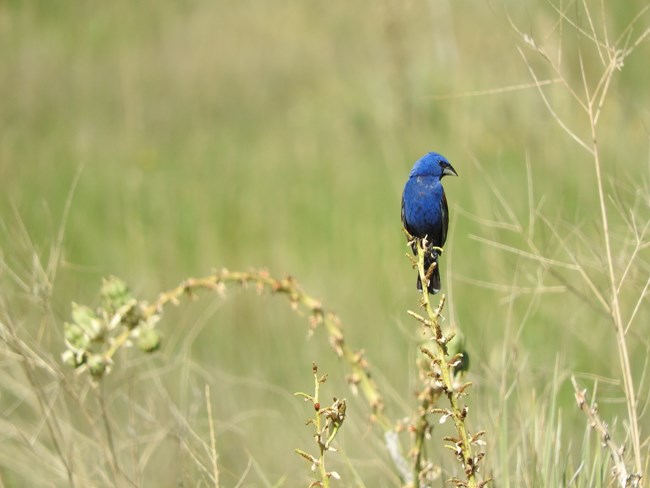 A brilliantly colored blue bird is perched on a bare plant stalk.