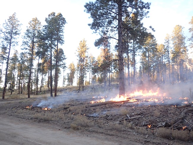 Fire creeping at along the ground through a thinned ponderosa pine forest.