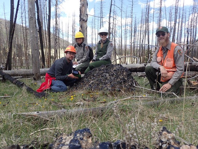 Four archaeologists wearing hard hats and safety vests kneel in the forest and smile.