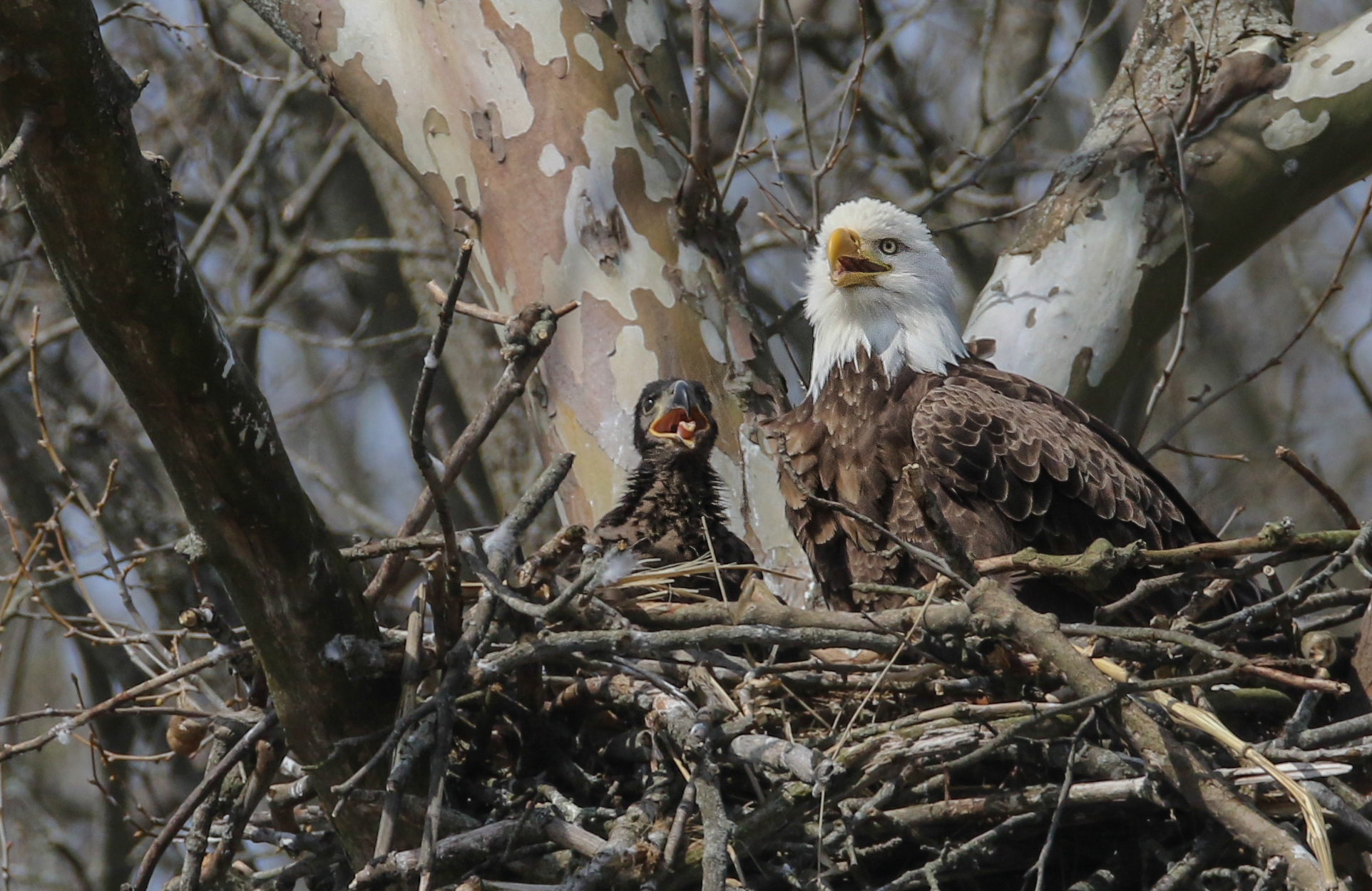 will bald eagles eat small dogs