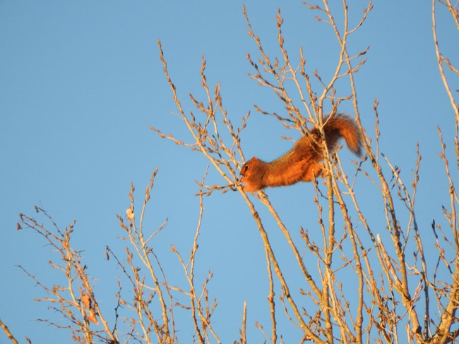A fox squirrel stretches to reach for buds to eat in a tree.