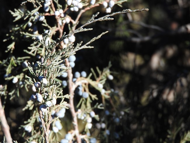 The waxy, bluish-colored berries of the Rocky Mountain juniper.