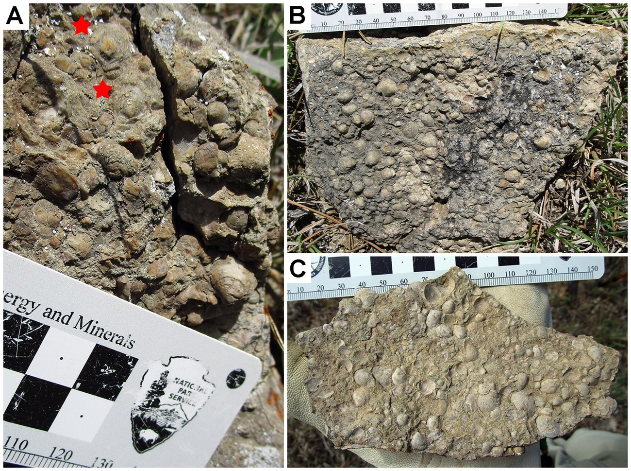 Three photos of rock slabs covered with small shell fossils.