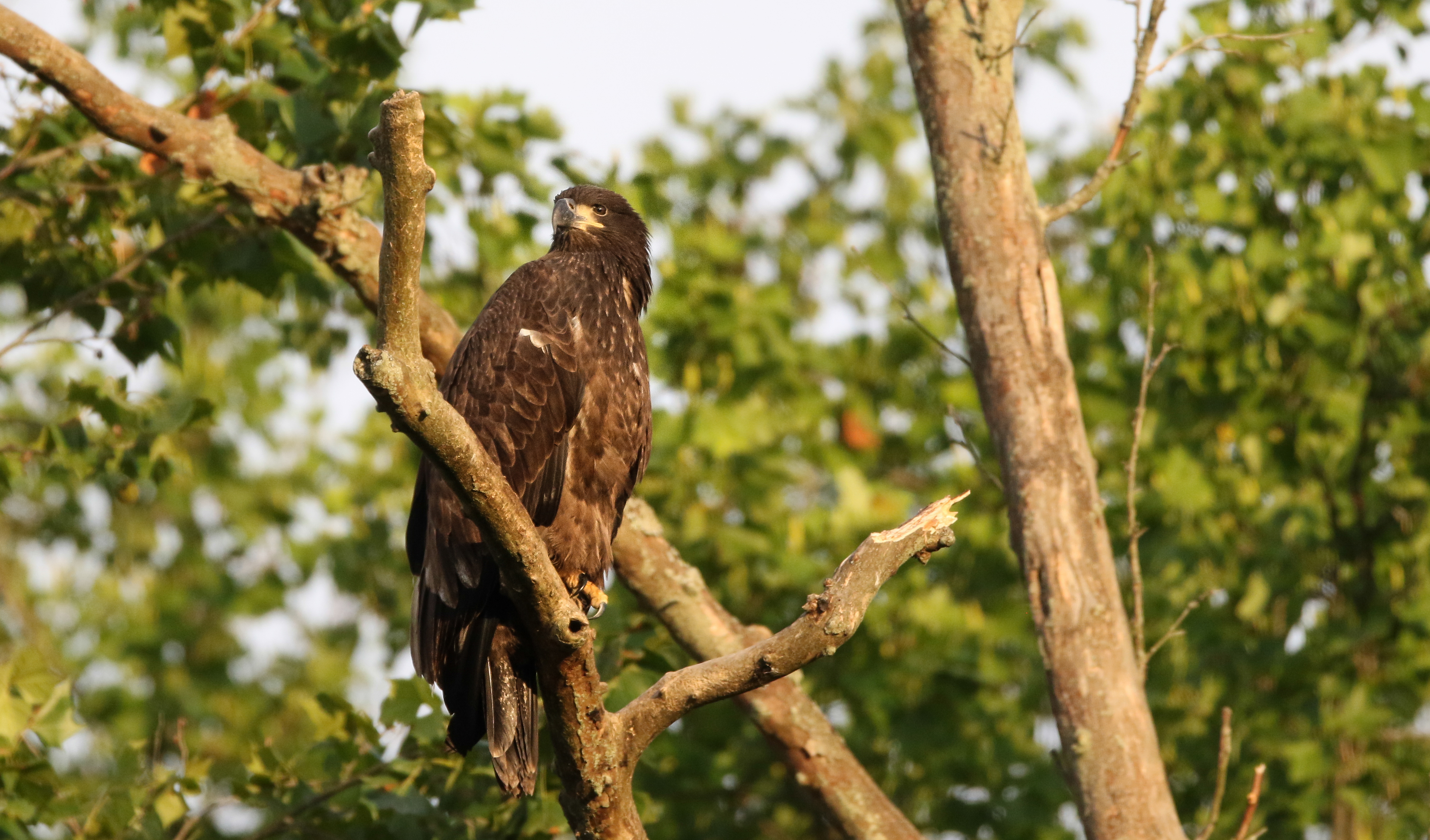 Bald Eagles Return to Cuyahoga Valley (U.S. National Park Service)