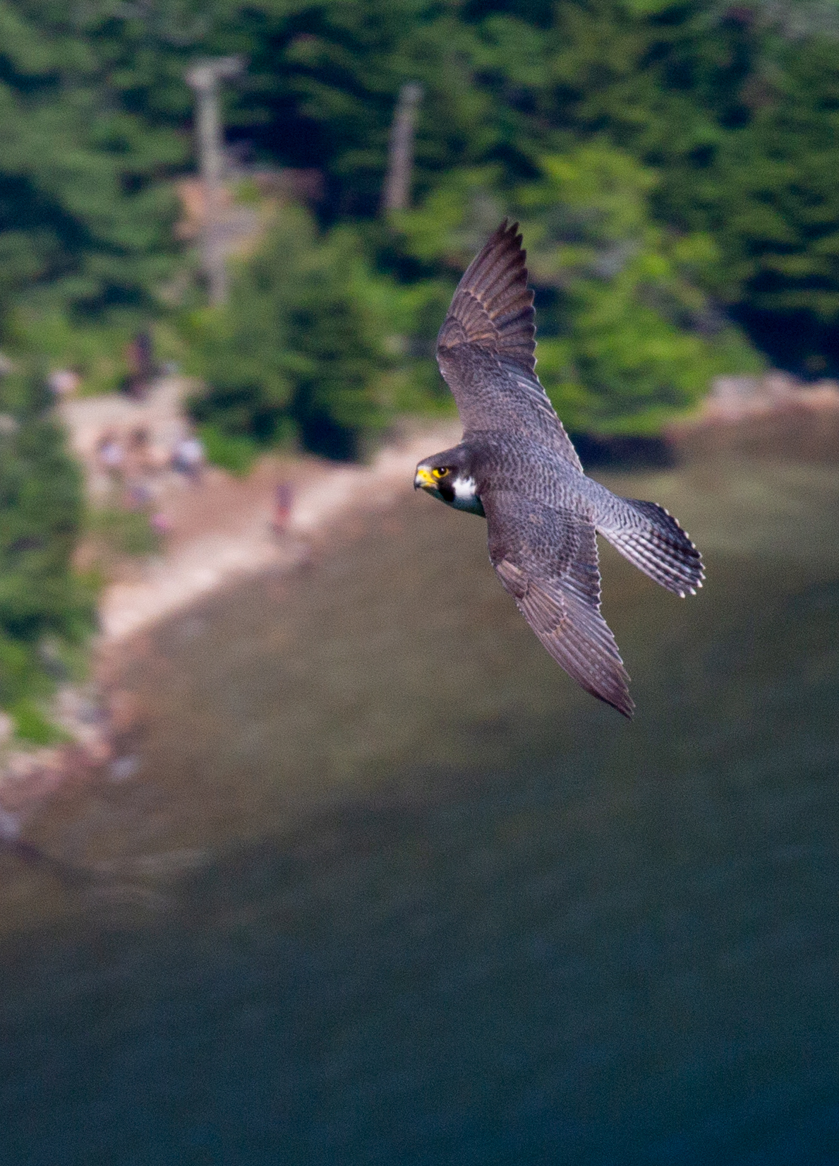 Wandering” Park How Peregrine Falcons Connect National Parks (U.S. National Park Service)