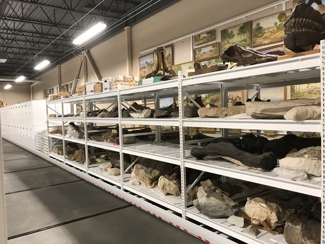 rows and shelves of fossils