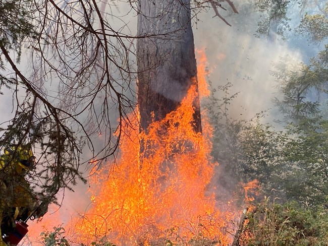 A firiefighter with a drip torch looks on from the corner of the frame as flames engulf the base of a large tree.
