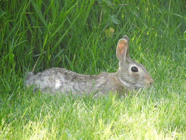 An eastern cottontail rabbit rests on a green lawn.