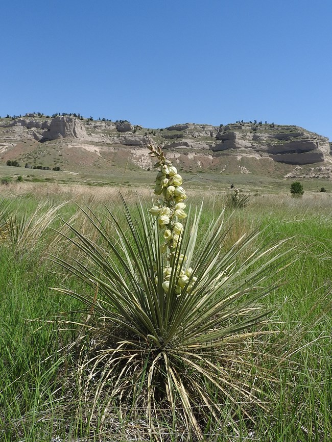 A yucca plant is seen with a tall flower stalk and sandstone bluffs in the background.