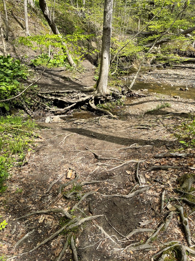 Trampled vegetation A small stream in a forest floor of mostly brown dirt and gray roots, with green leaves in the trees above.