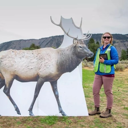Studying Human Behavior Around Elk a woman standing next to a large cutout of an elk