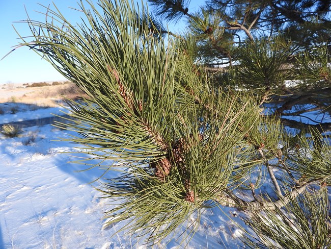 The needles and cones of the ponderosa pine.