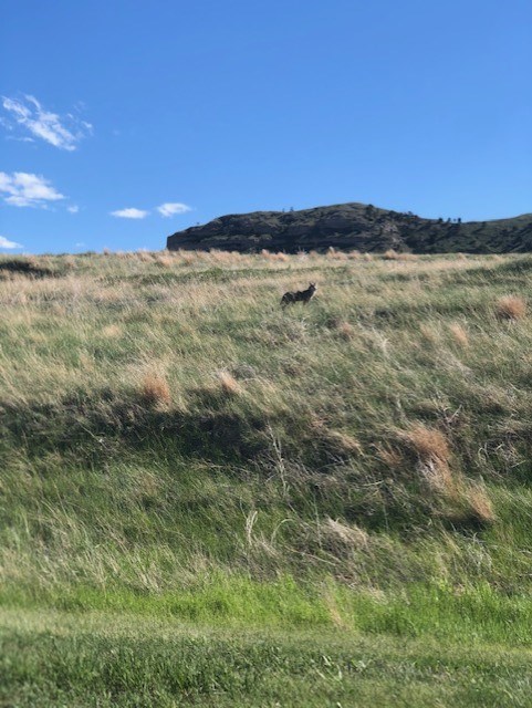 Coyote standing in a field Coyote standing in a field