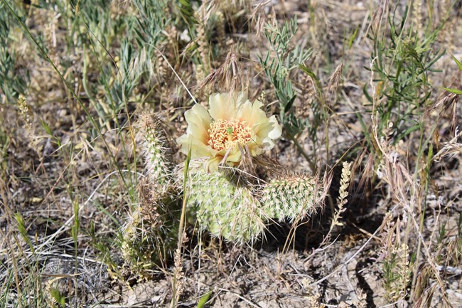 A prickly pear cactus is topped by a yellow flower.