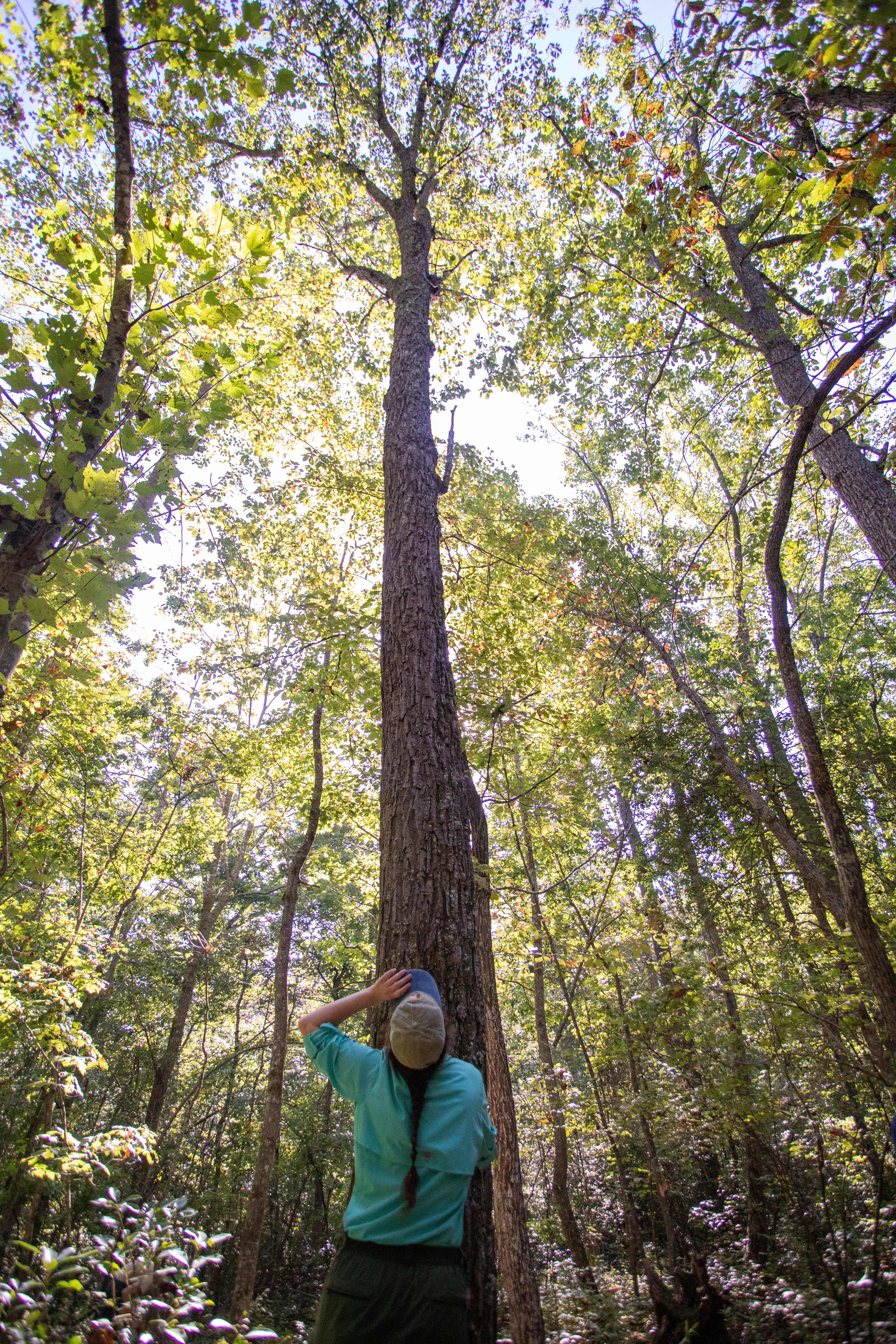 Controlling invasive species to prevent catastrophic forest loss in northeastern U.S. parks (US National Park Service)