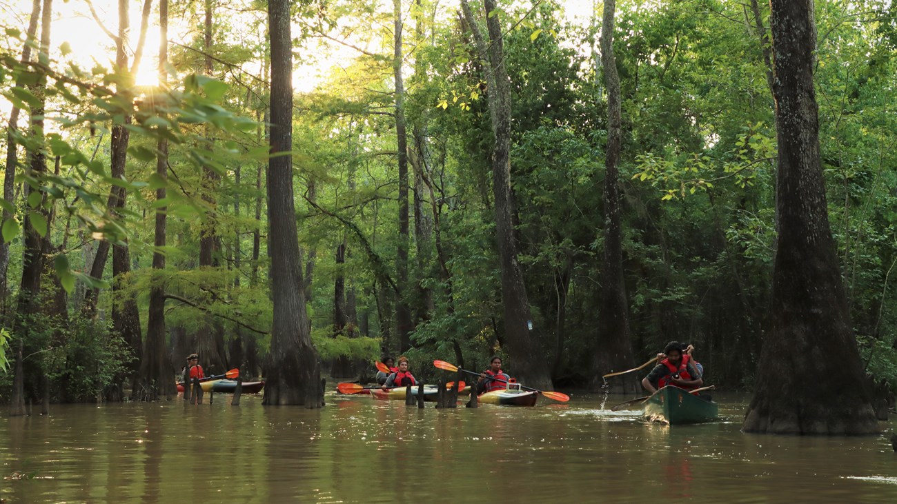 6 people paddling in canoes and kayaks through a cypress-tupelo slough in the evening before the sun sets.