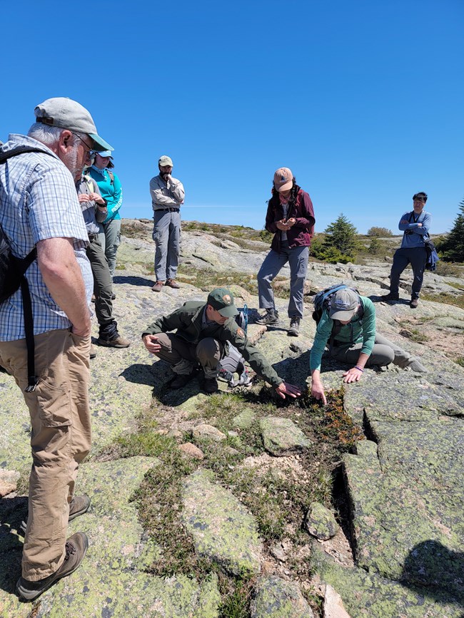 A group of volunteers and rangers crouch by small plants growing on the granite surface.
