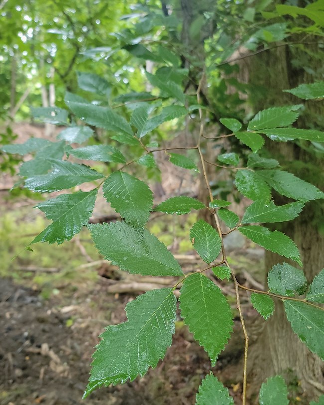 Raindrops on the leafy end of a branch of an American elm with dark green leaves, elliptical with pointed ends, serrated margins and prominent parallel veins.