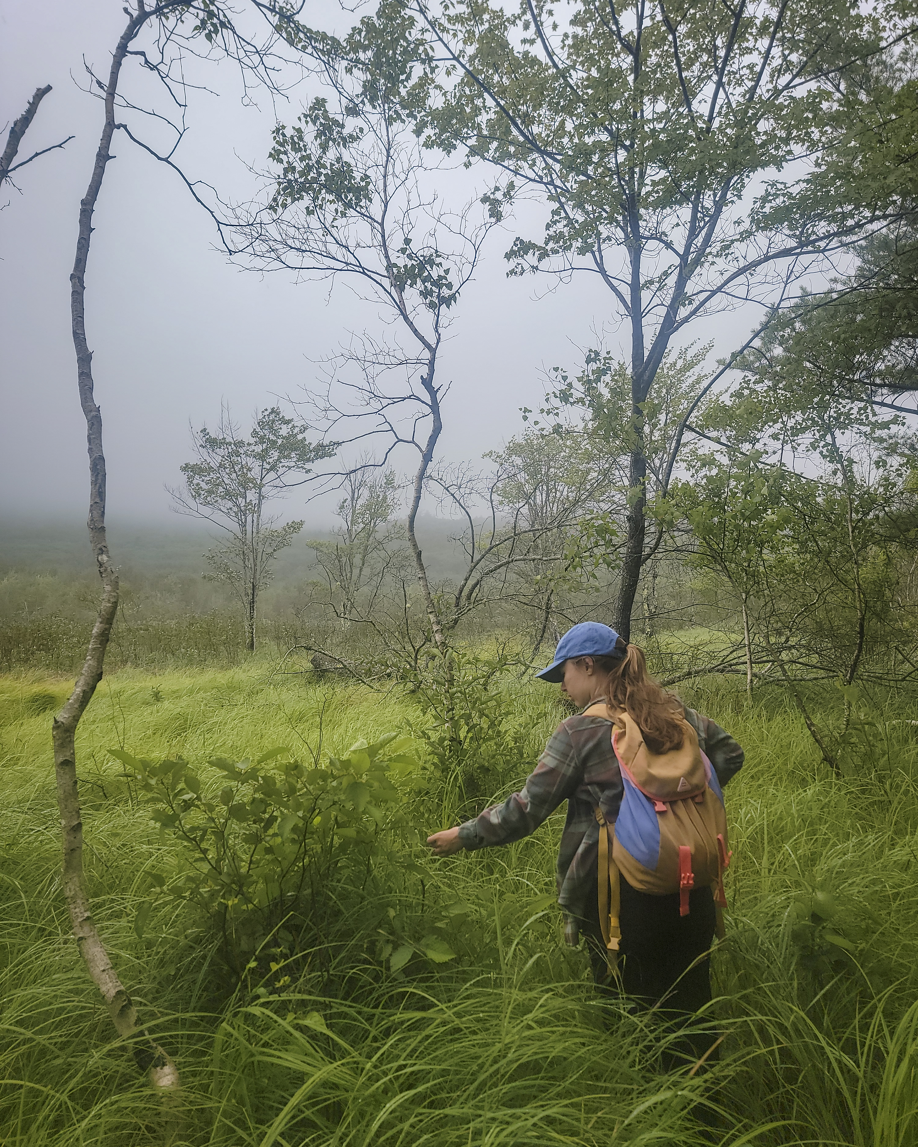 Restoring the American Elm through Genetics (US National Park Service)