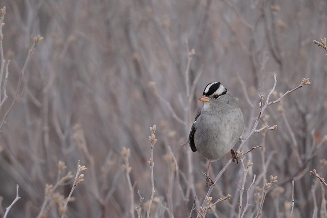 A small tan bird with a black and white striped head is perched on a shrub.