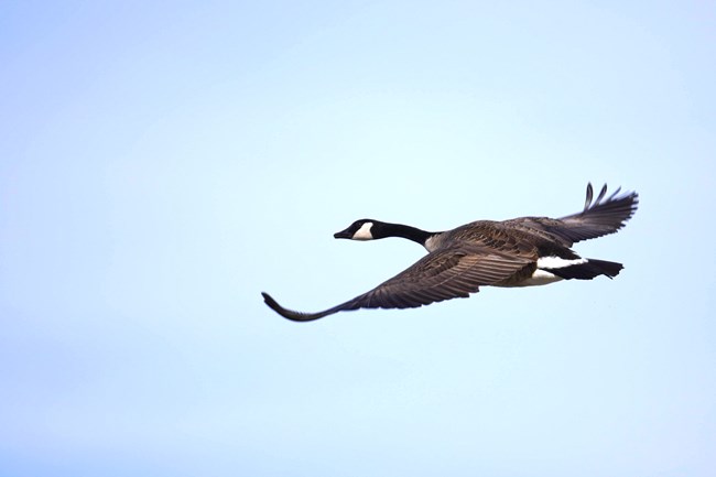 A  black, white and gray goose flies through a blue sky.