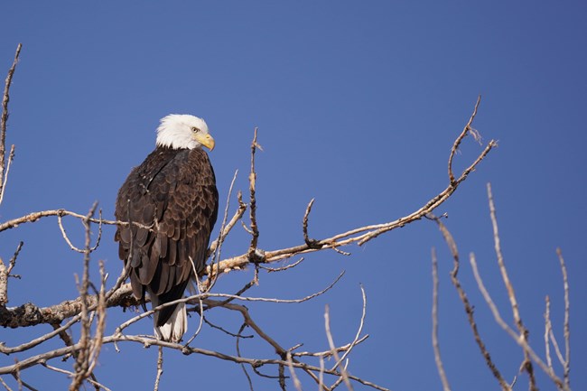 A white headed bald eagle is perched on a bare branch of a tree.
