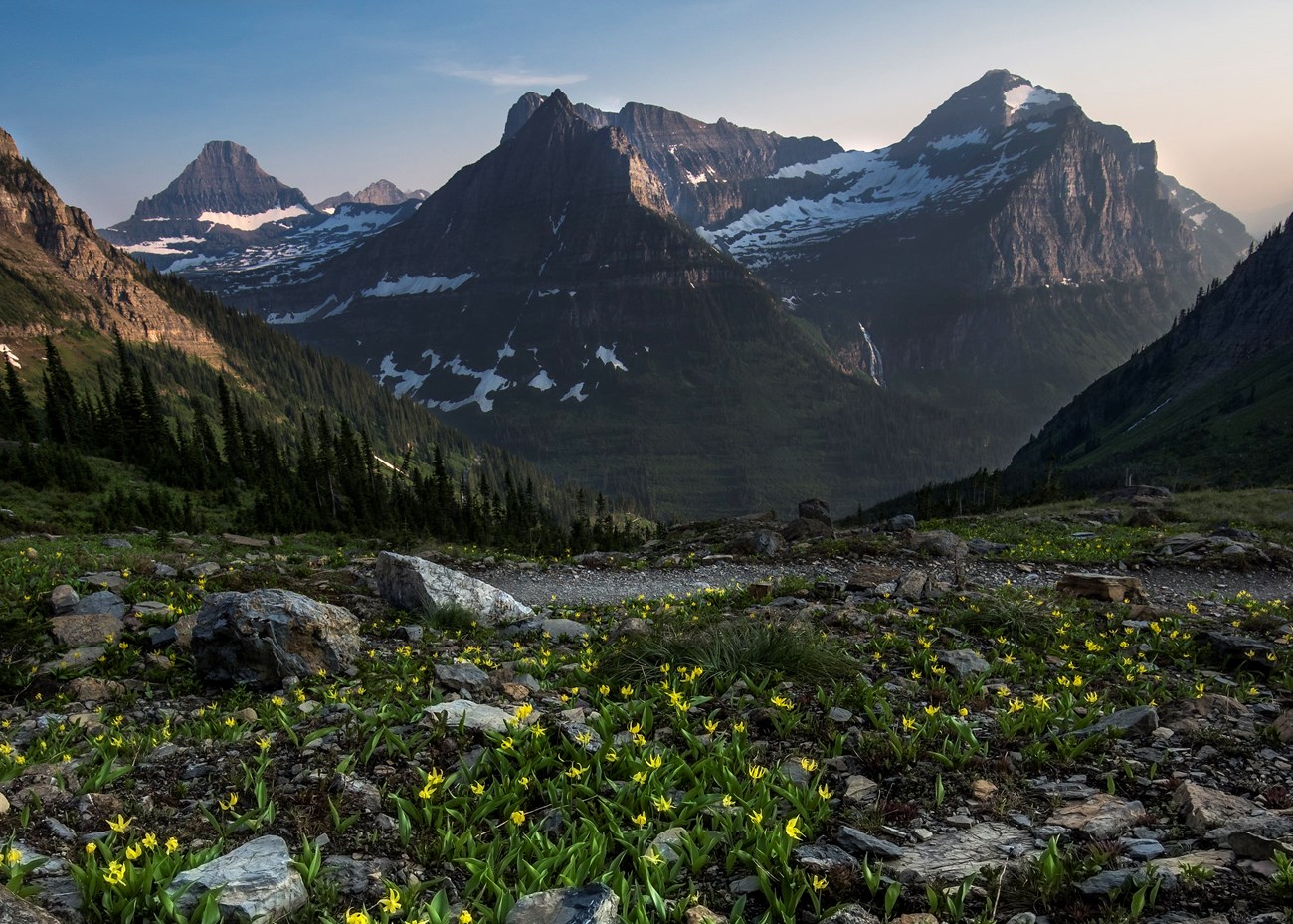 Yellow flowers in foreground transition into forest canopy and rocky mountains.