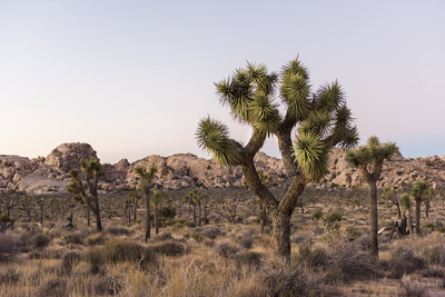 Draw A Joshua Tree U S National Park Service