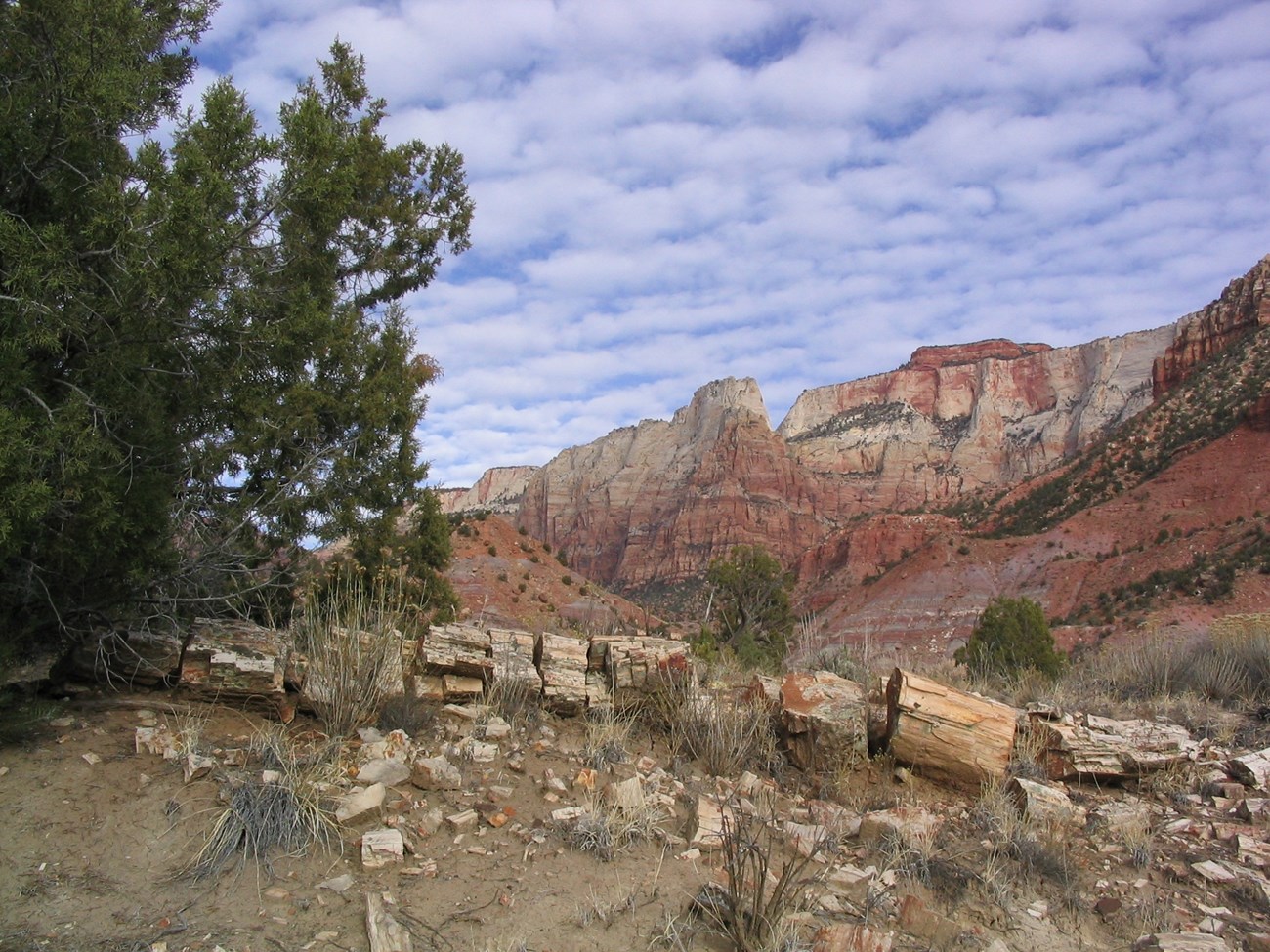 Photo of a desert landscape with fossil logs in the foreground and cliffs in the distance.