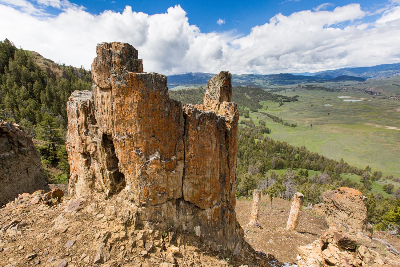 28d2d6b4-40e0-4650-aa6b-547a09c025d0HiResProxy petrified trees in upright position on a hillside above a wide valley