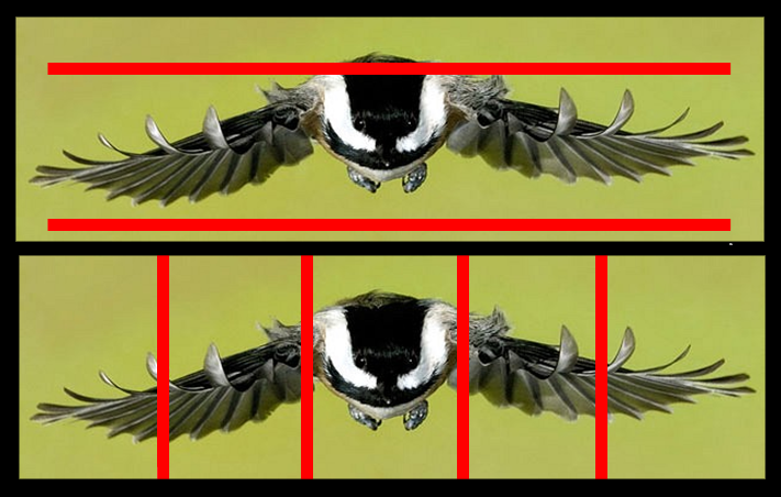Illustration of 2" x 2" spacing Two identical chickadee in flight illustrations, one with horizontal red lines 2 inches apart, which the tiny bird doesn't quite fit through, and the other with vertical 2" spaced red lines which the bird definitely couldn't fit through.