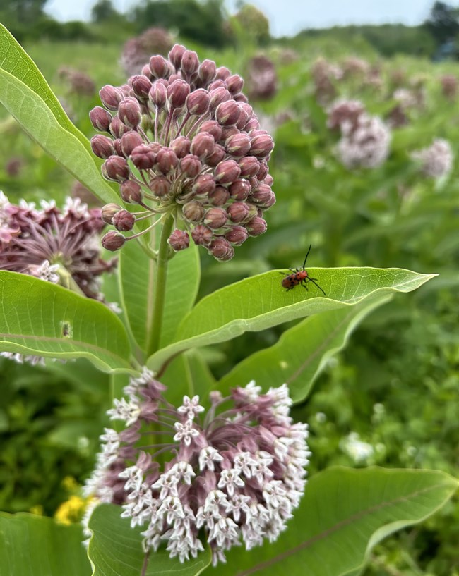 A tiny red bug sits on a large green leaf of a plant with blooming white and pink flower buds.